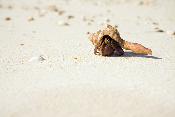 Csúszó strandon Remeterák - Fotó, kép