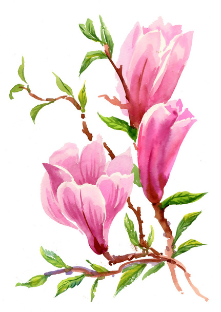 garden blooming magnolia  flowers - Foto, Bild