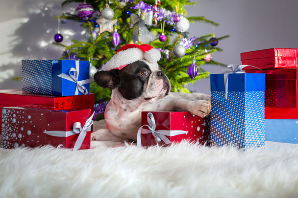 Französische Bulldogge mit Weihnachtsgeschenken - Foto, Bild