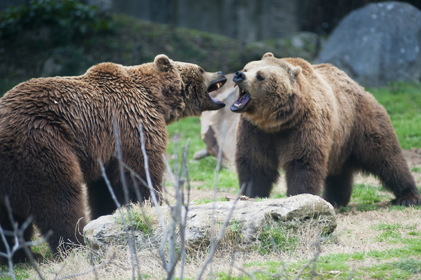 bruine beren vechten - Foto, afbeelding