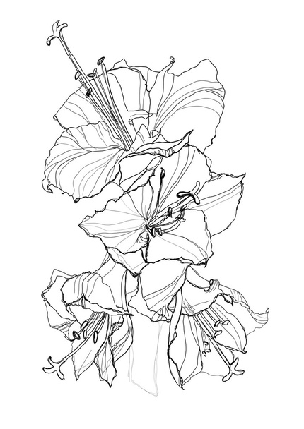 Hibiscus - Vector, Image