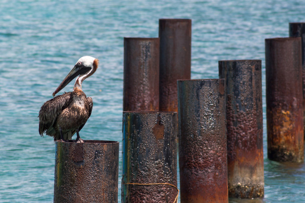 Brown Pelican vergadering - Foto, afbeelding