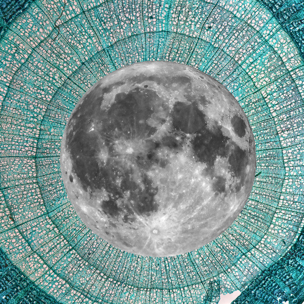 Повний місяць над стовбуровим мікрографом Тілії
 - Фото, зображення
