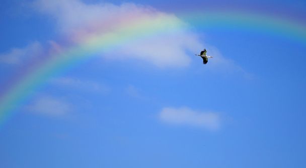 аист против голубого неба
 - Фото, изображение