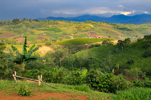 τοπία της Κολομβίας. καταπράσινα βουνά στην Κολομβία, Λατινική Αμερική, φοίνικες και καφέ treesin Κολομβία - Φωτογραφία, εικόνα