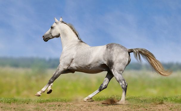 White horse - Photo, Image