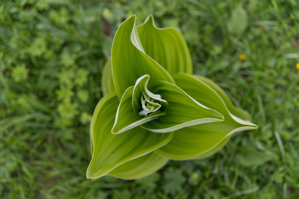 Veratrum albüm zehirli bitki - Fotoğraf, Görsel