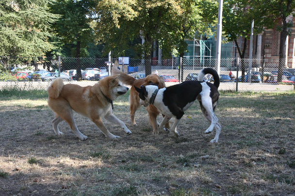Tres perros juego
 - Foto, imagen
