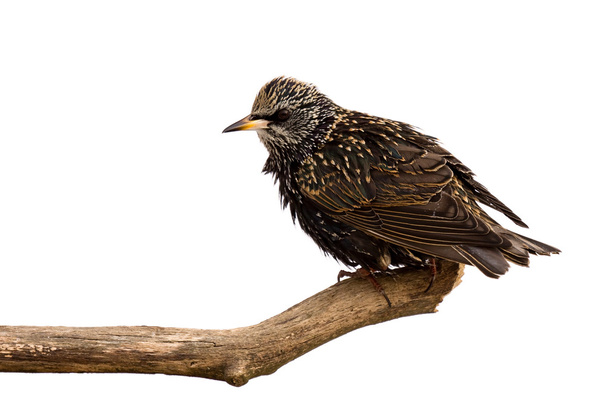 Starling surveys the area for food - Photo, Image