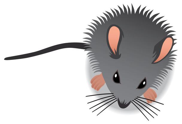 Zvědavé dítě myš - Vektor, obrázek