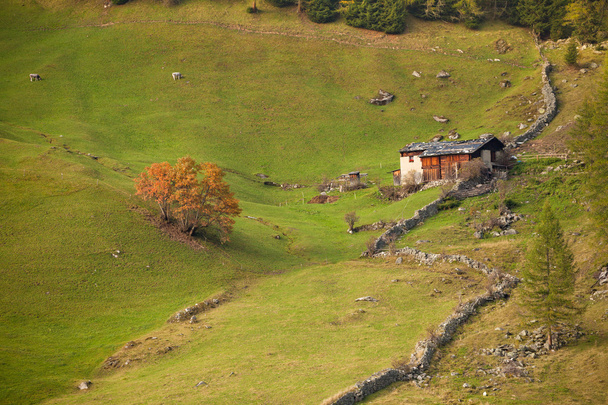 Старий мигдаль в долині восени
 - Фото, зображення