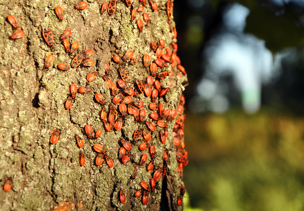 Rote Käfer sitzen auf dem Baumstamm - Foto, Bild