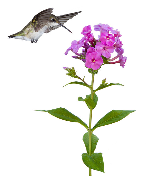 Kolibri schwebt über einem Phlox - Foto, Bild