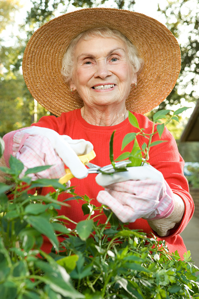 Senior mulher madura jardinagem
 - Foto, Imagem
