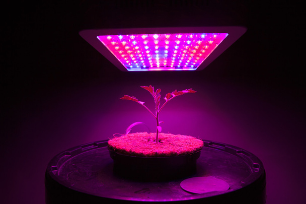 молодые томатные растения под светодиодом растут свет
 - Фото, изображение