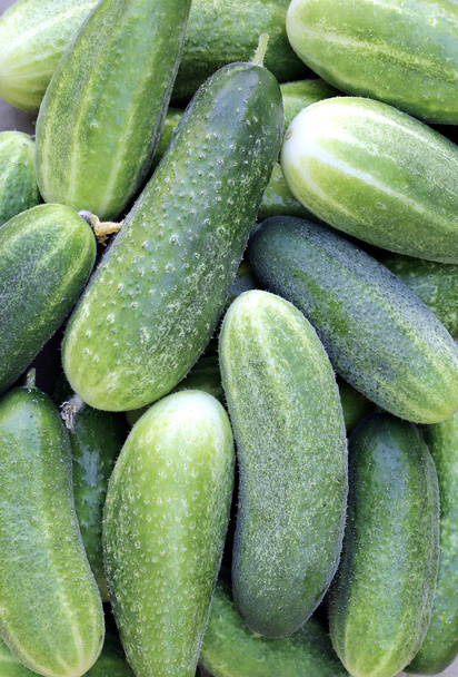 The fresh cucumbers - Photo, Image