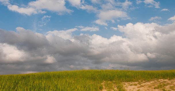 Prato campo di grano verde e cielo nuvoloso blu
 - Foto, immagini