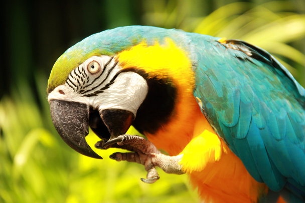 Blue-and-yellow macaw closeup - Photo, Image