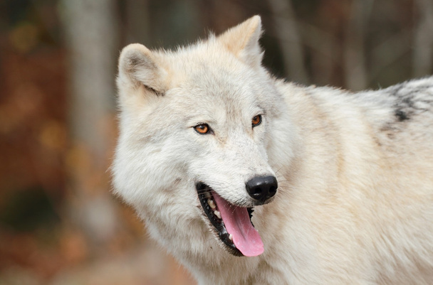 arca fehér Farkas - Fotó, kép