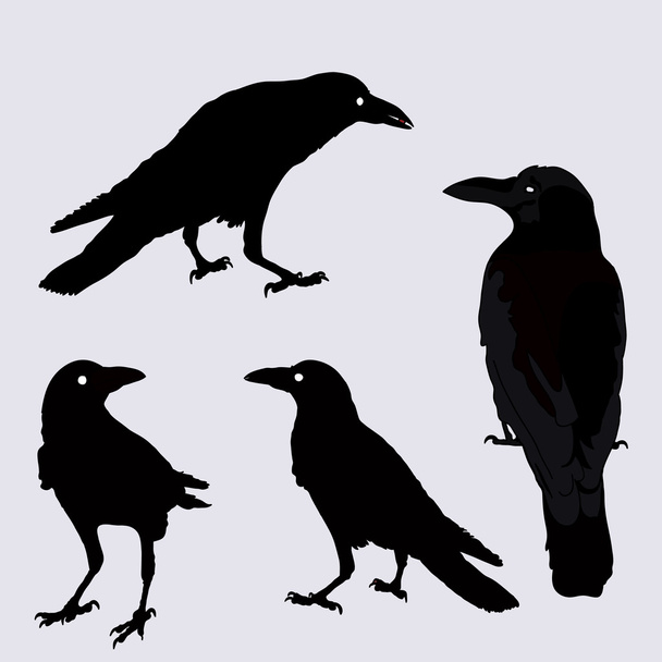 vector silhouette of a crows in different positions. - Vetor, Imagem