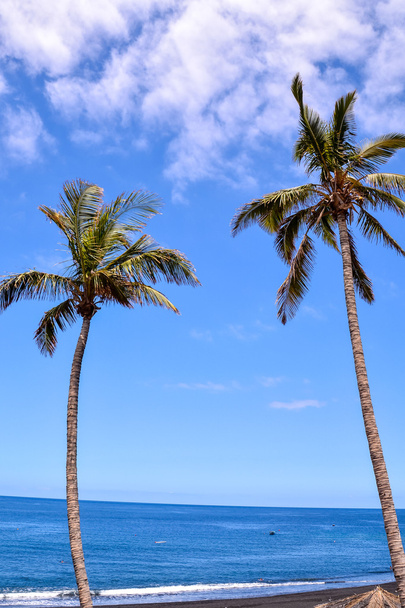 Palmový strom ve větru - Fotografie, Obrázek