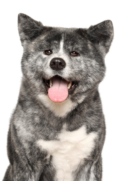 Akita Inu dog portrait - 写真・画像