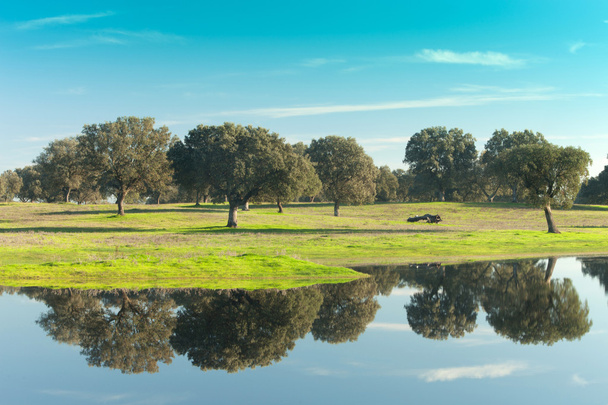スペインのエストレマドゥーラ州の牧草地 - 写真・画像