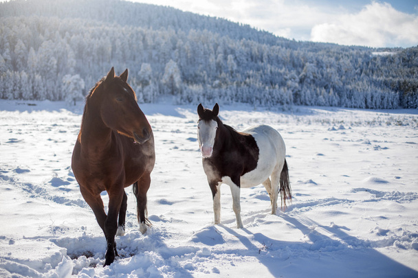 Két ló a hóban. - Fotó, kép