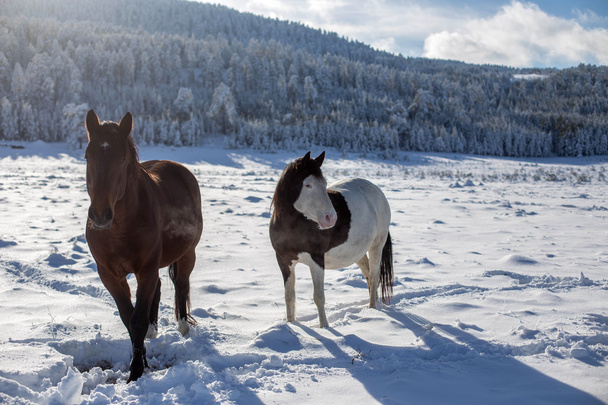 Two horses in the snow - Φωτογραφία, εικόνα