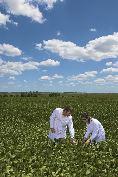 científicos exeminando plantas de soja
 - Foto, imagen