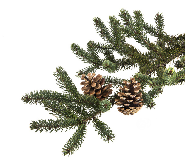 Rama de árbol de Navidad con conos de pino aislados en un fondo blanco
 - Foto, imagen