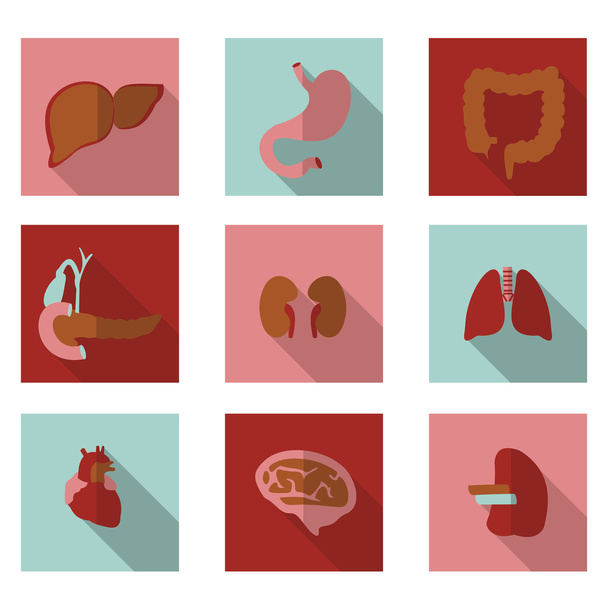 flat icons organs  - Vector, afbeelding