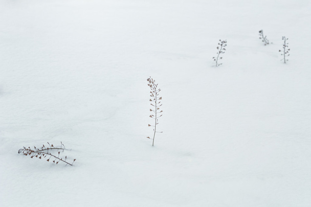 Dry herb shepherd purse in snow - 写真・画像
