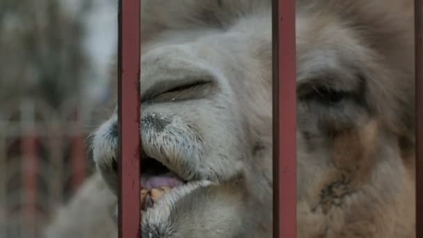 Wielbłąd zabawa żuć klatce w zoo - Materiał filmowy, wideo