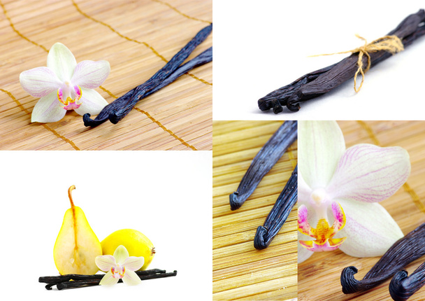 Orchidea con bacche di vaniglia su sfondo bianco
 - Foto, immagini