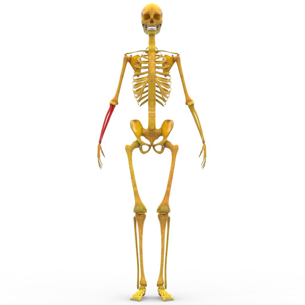 Lidské kostry vřetenní a loketní kosti - Fotografie, Obrázek