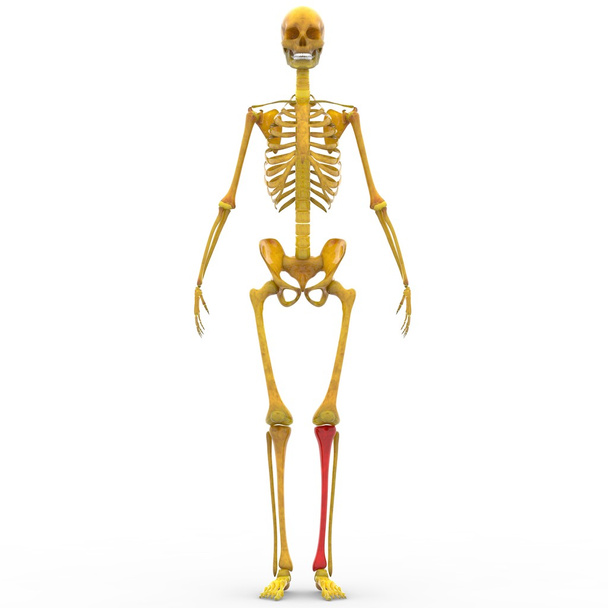 Wspólny ludzki szkielet Tibia - Zdjęcie, obraz