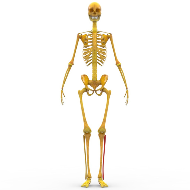 Osso de fíbula de esqueleto humano
 - Foto, Imagem
