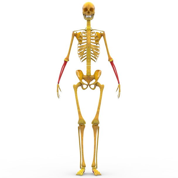 Lidské kostry vřetenní a loketní kosti - Fotografie, Obrázek