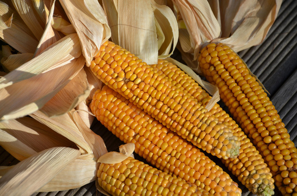 Sárga kukorica csövek - Fotó, kép