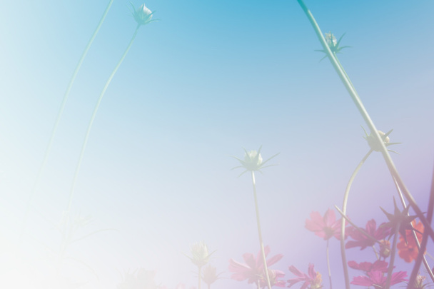 kosmos kwiat łąka z błękitnego nieba - Zdjęcie, obraz