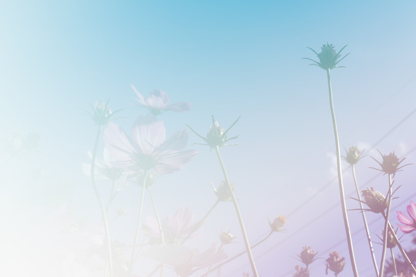 青空とコスモスの花の草原 - 写真・画像