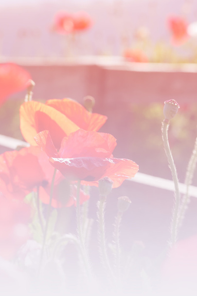 παπαρούνα λουλούδι - Φωτογραφία, εικόνα
