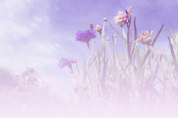 fioletowy chaber, z tle błękitnego nieba - Zdjęcie, obraz