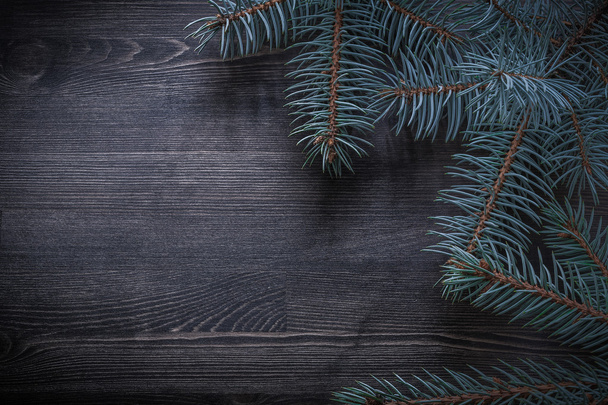 Christmas holiday fir tree branches - 写真・画像