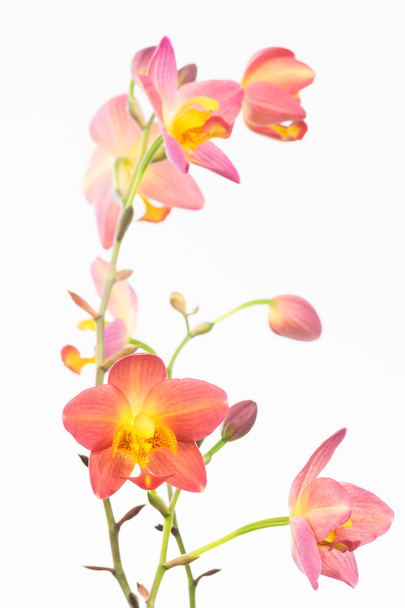 赤オレンジ Spathoglottis 皺状舌蘭の花と蕾 - 写真・画像