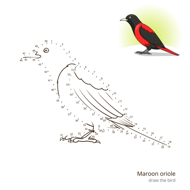 Maroon oriole bird learn to draw vector - Διάνυσμα, εικόνα
