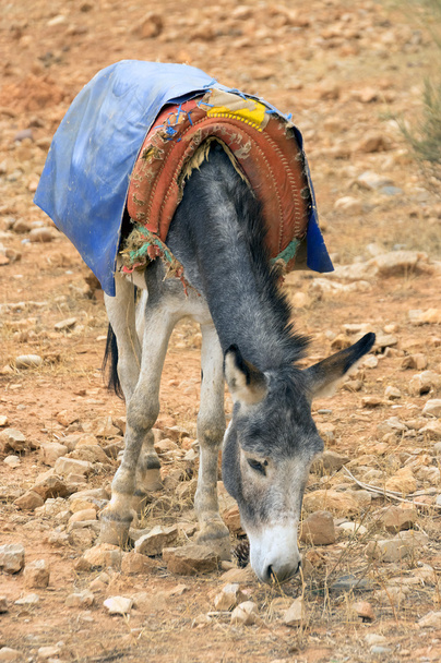 Burro en el desierto del Sahara
 - Foto, Imagen