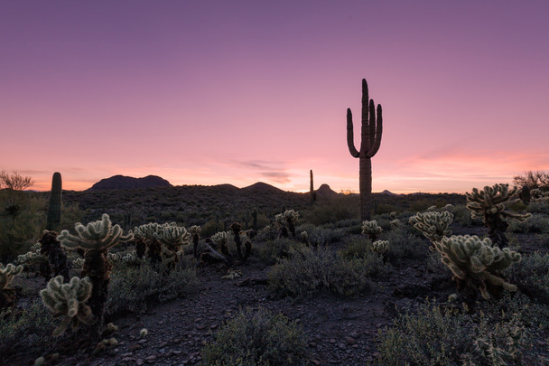 Arizona tramonto del deserto
 - Foto, immagini