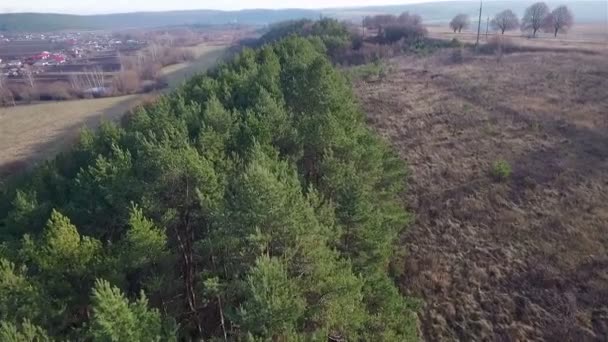 Aerial view of forest near the road - Séquence, vidéo